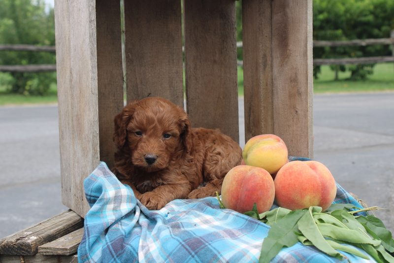 puppy, for, sale, Mini Goldendoodle F2, Matthew B. Stoltzfus, dog, breeder, Gap, PA, dog-breeder, puppy-for-sale, forsale, nearby, find, puppyfind, locator, puppylocator, aca